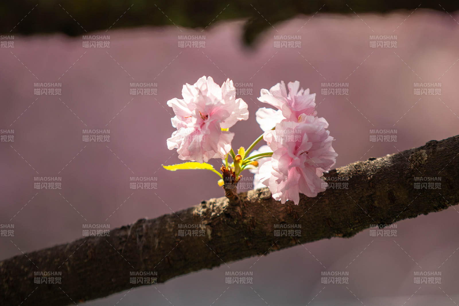 樱花绽放 春意盎然图片