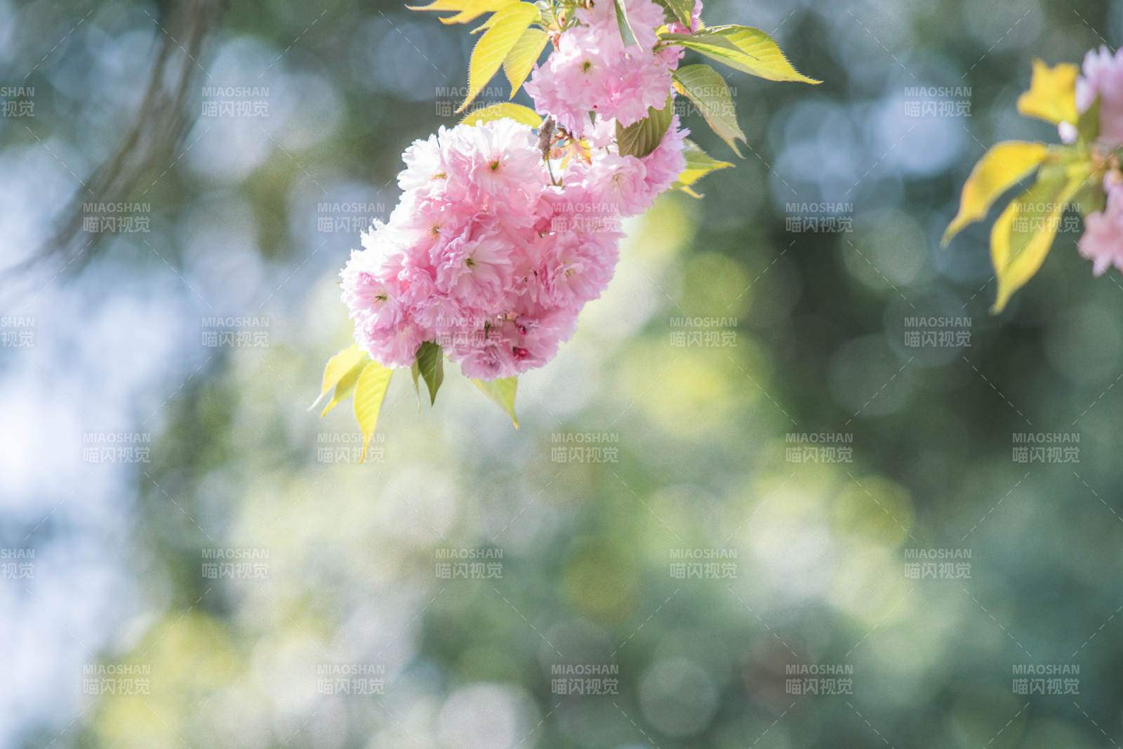 樱花绽放 春意盎然图片