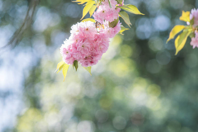樱花绽放 春意盎然图片