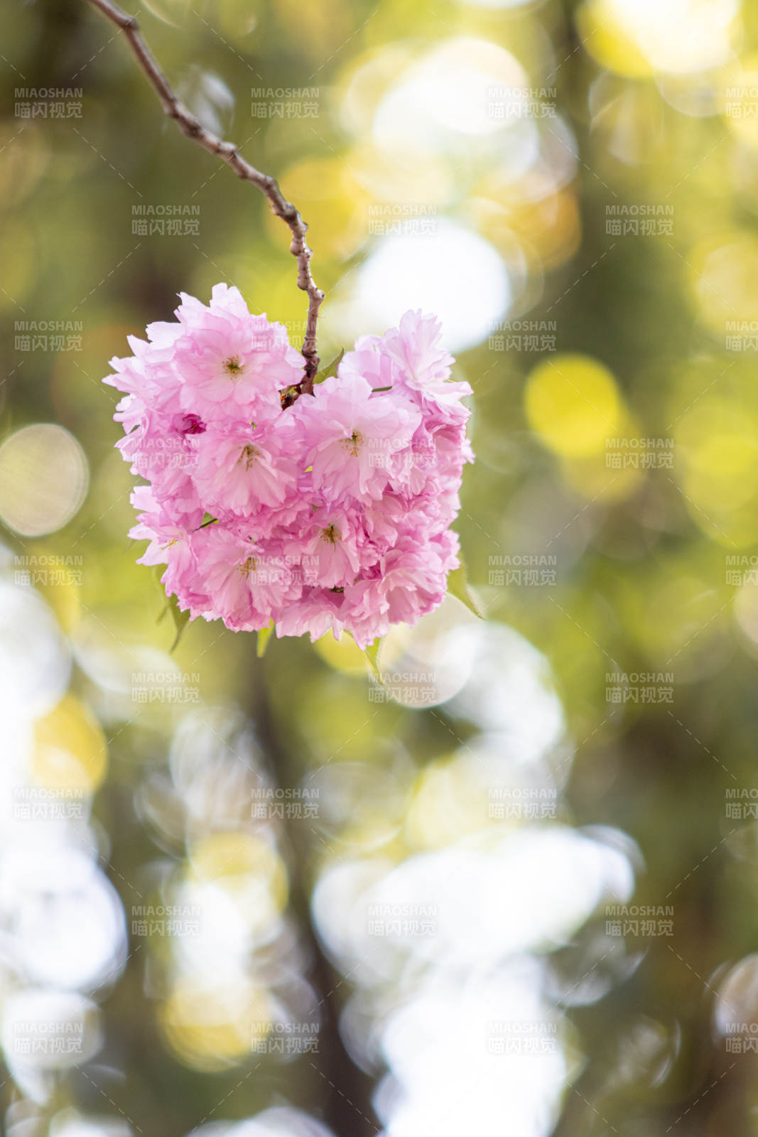粉色樱花在阳光下绽放图片