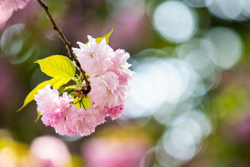 春日樱花绽放美景图片