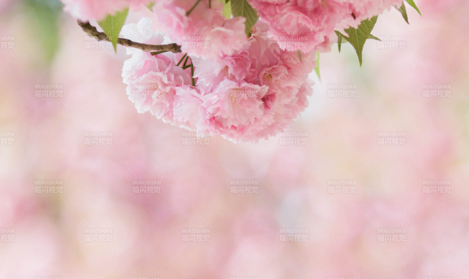 粉色樱花绽放枝头图片