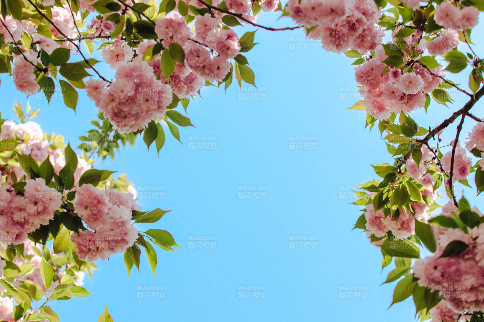 樱花盛开 蓝天映衬图片