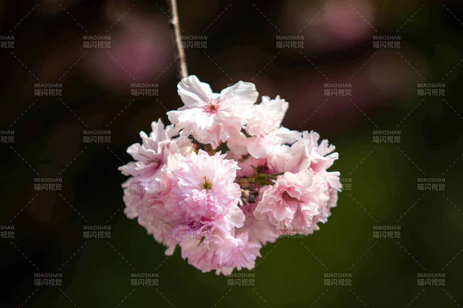 粉色樱花绽放枝头图片