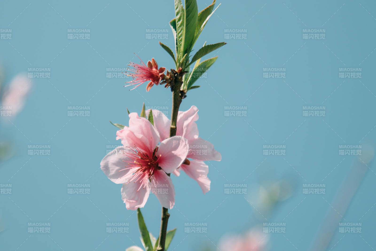 春日桃花绽放枝头图片