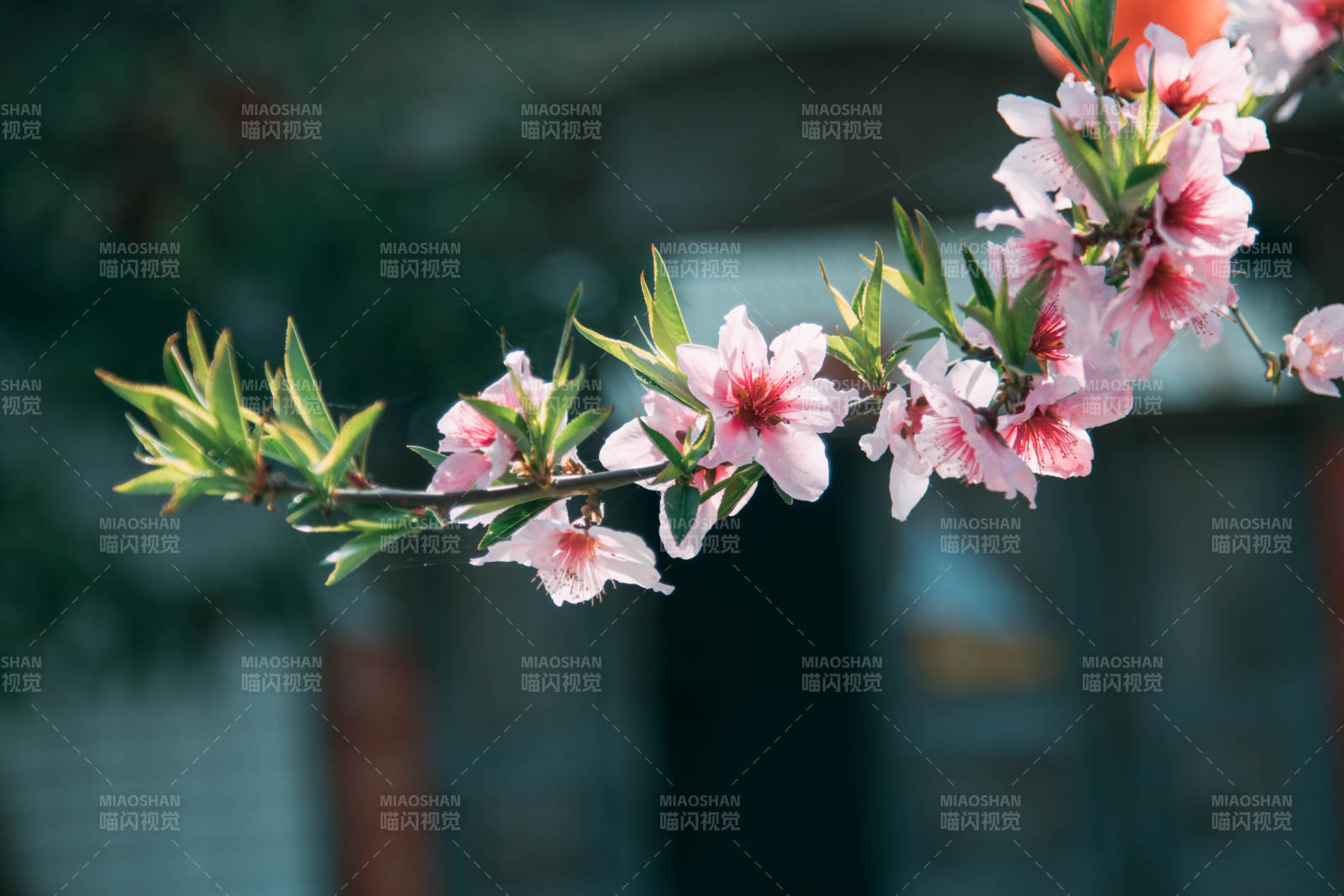 春日桃花绽放枝头图片