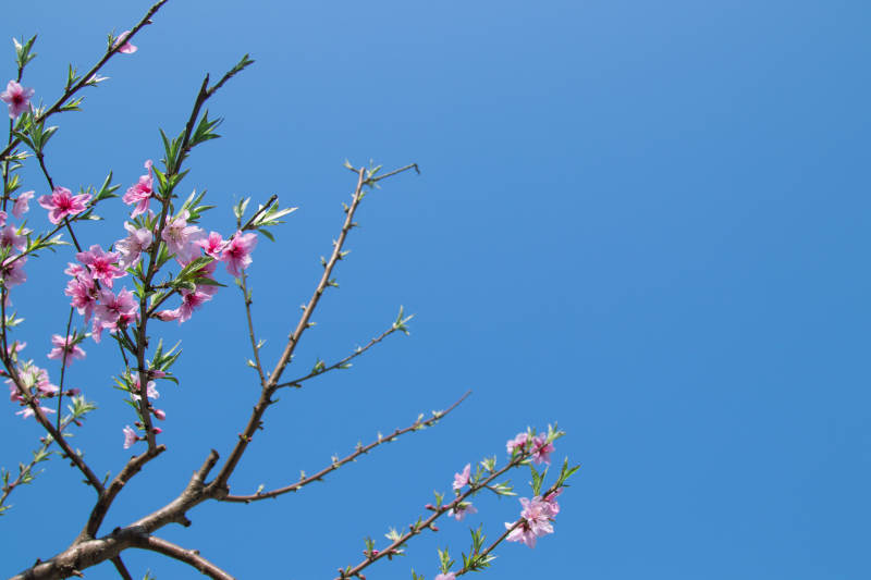 春日桃花映蓝天图片