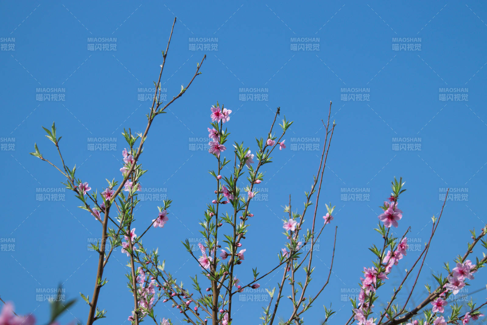 蓝天下的粉色桃花枝头图片