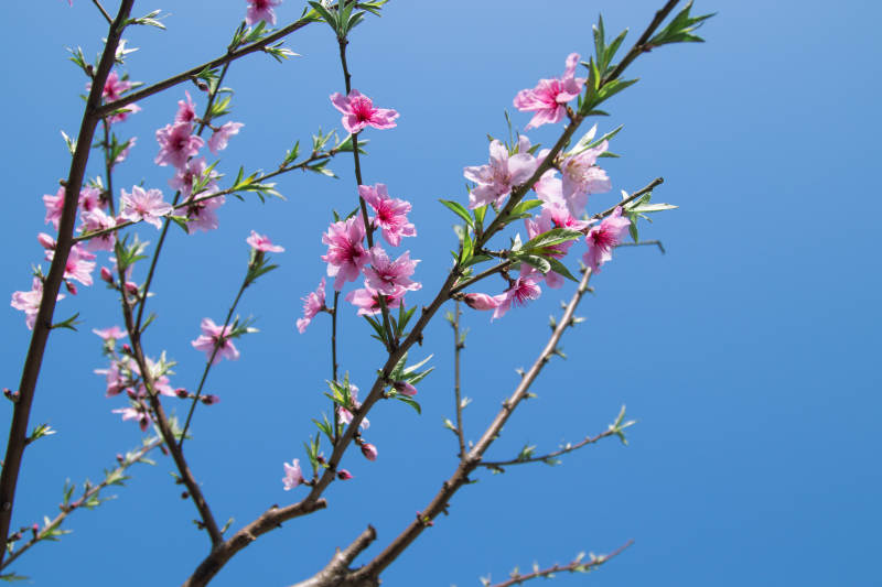 春日桃花映蓝天图片