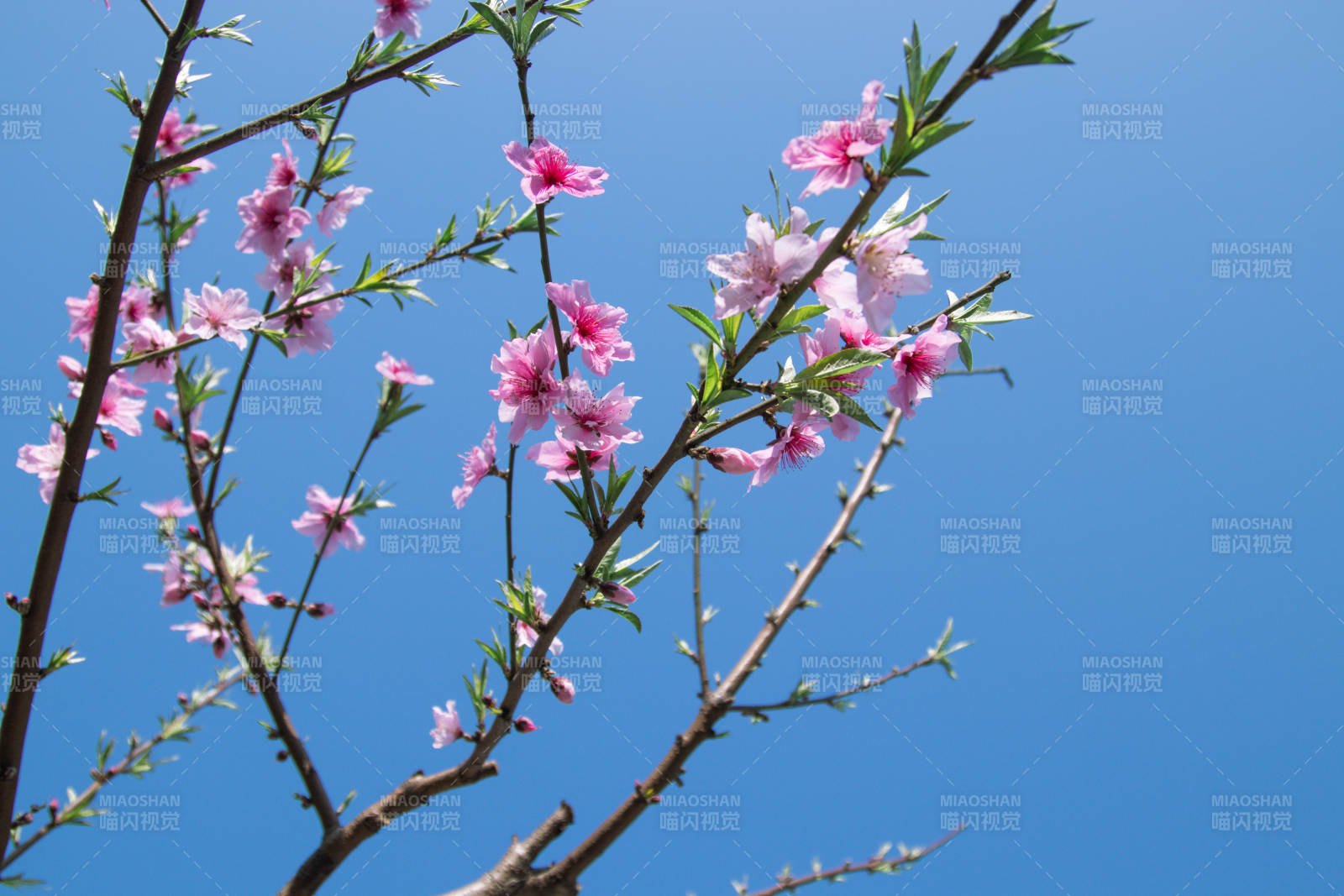春日桃花映蓝天图片