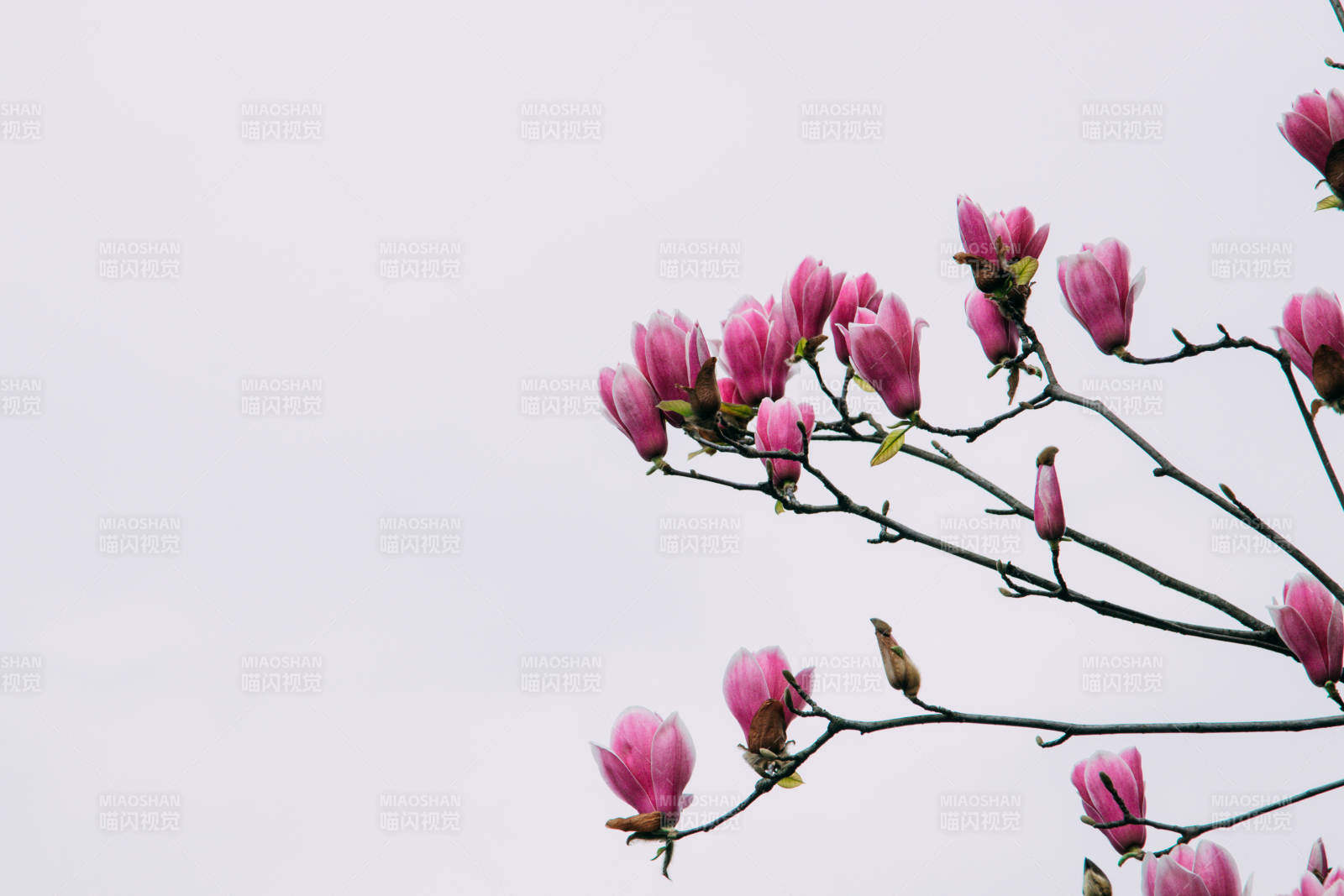 粉色木兰花枝绽放图片