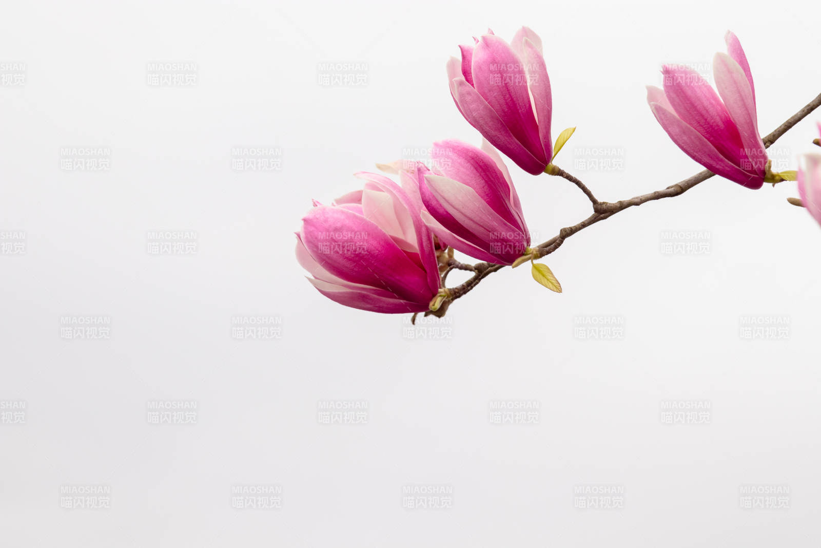 粉色木兰花枝静美图片