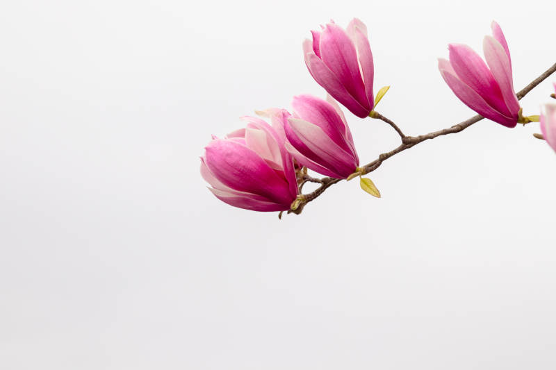 粉色木兰花枝静美图片