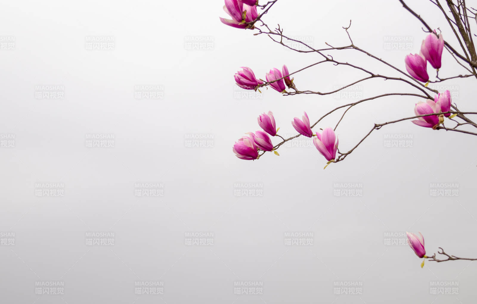 春日紫玉兰绽放枝头图片