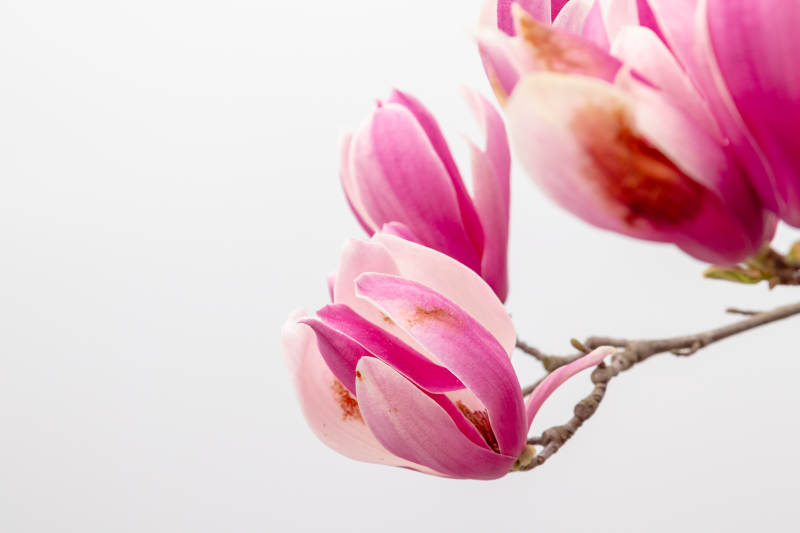 粉色木兰花绽放枝头图片