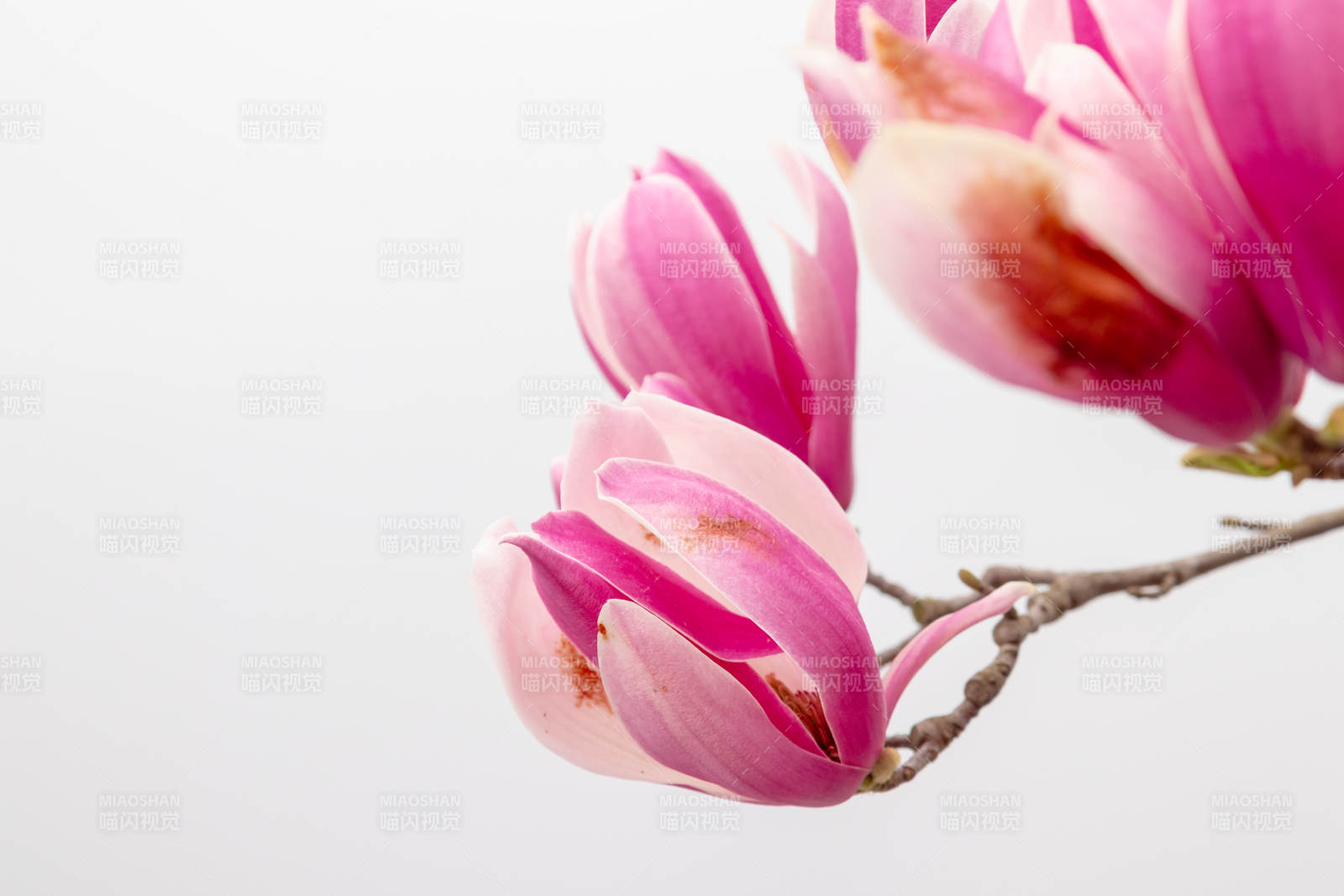 粉色木兰花绽放枝头图片