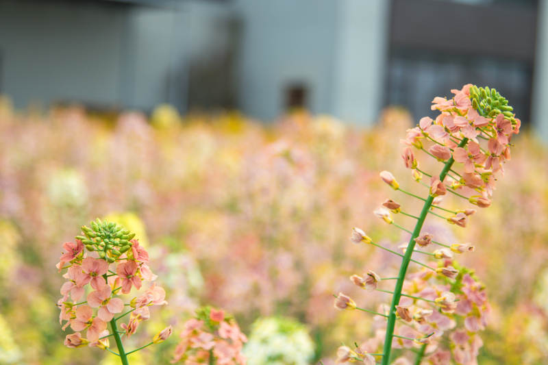 粉色花海 春意盎然图片