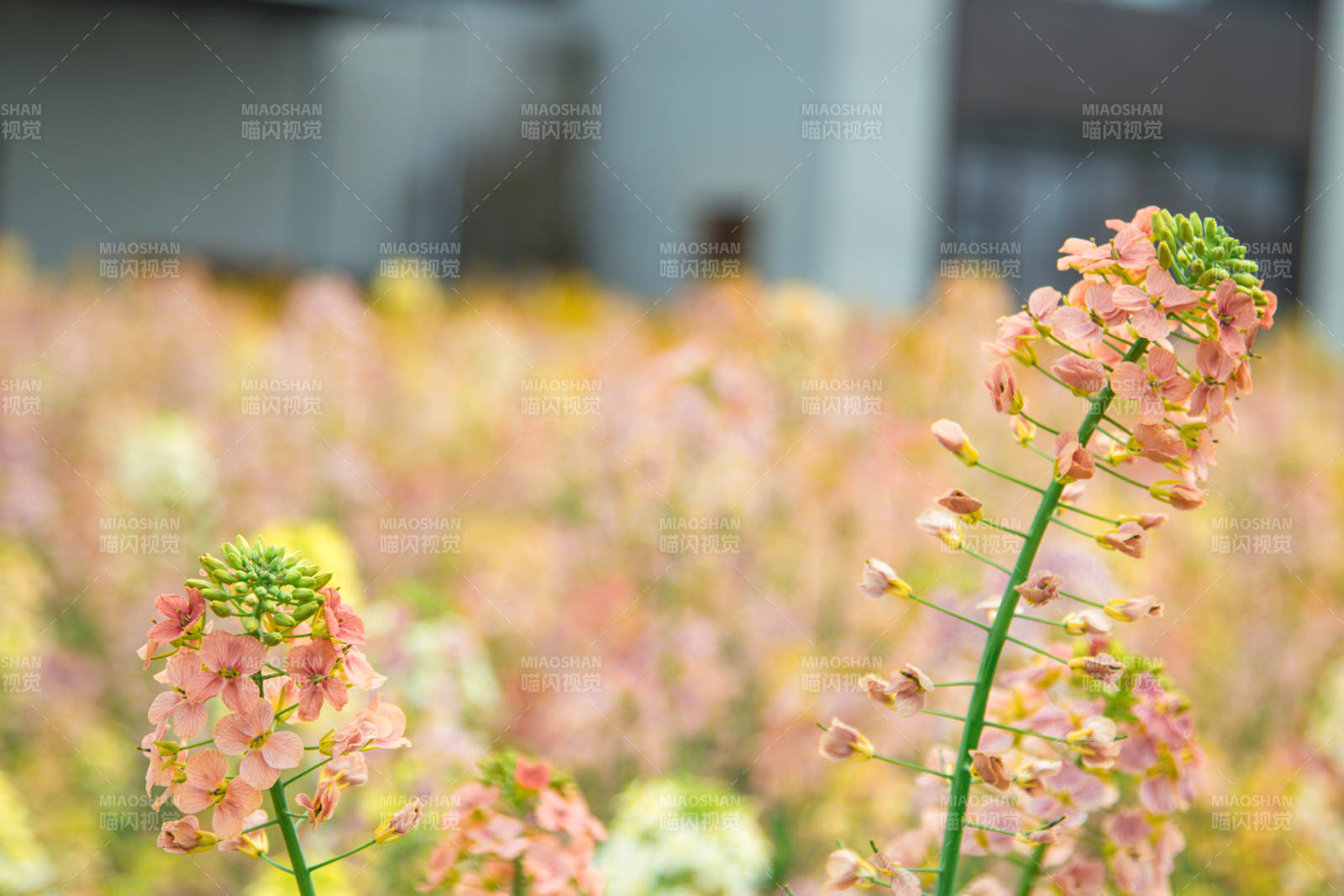 粉色花海 春意盎然图片