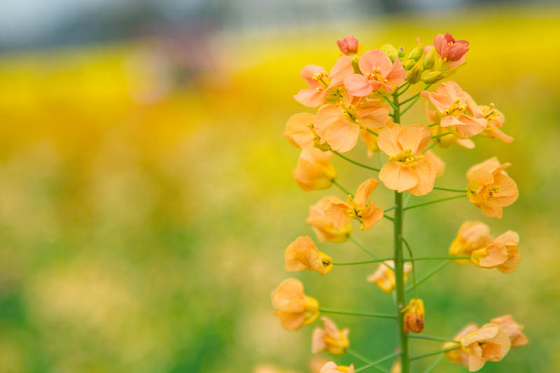 油菜花田的美丽瞬间图片