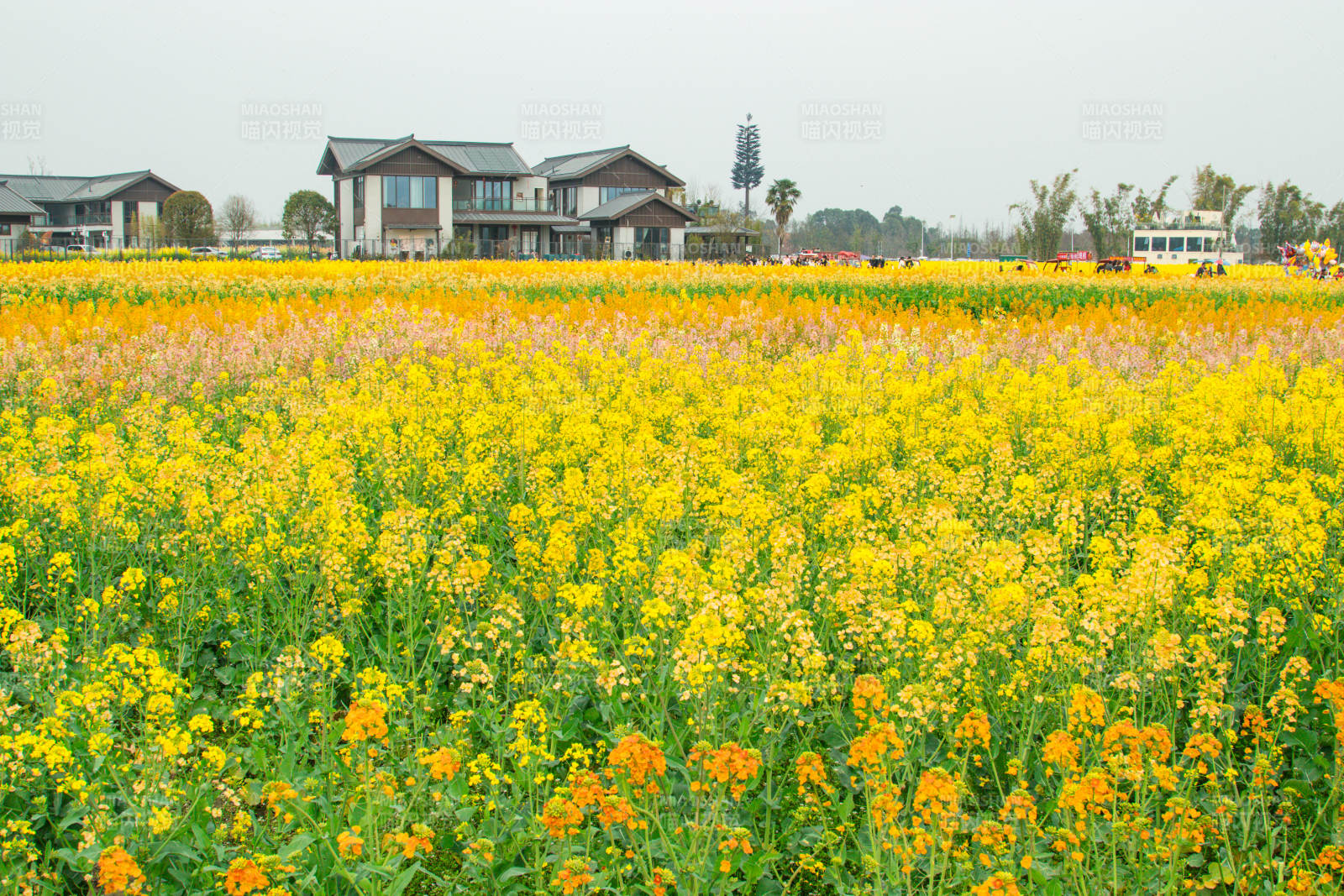 油菜花田春意浓图片