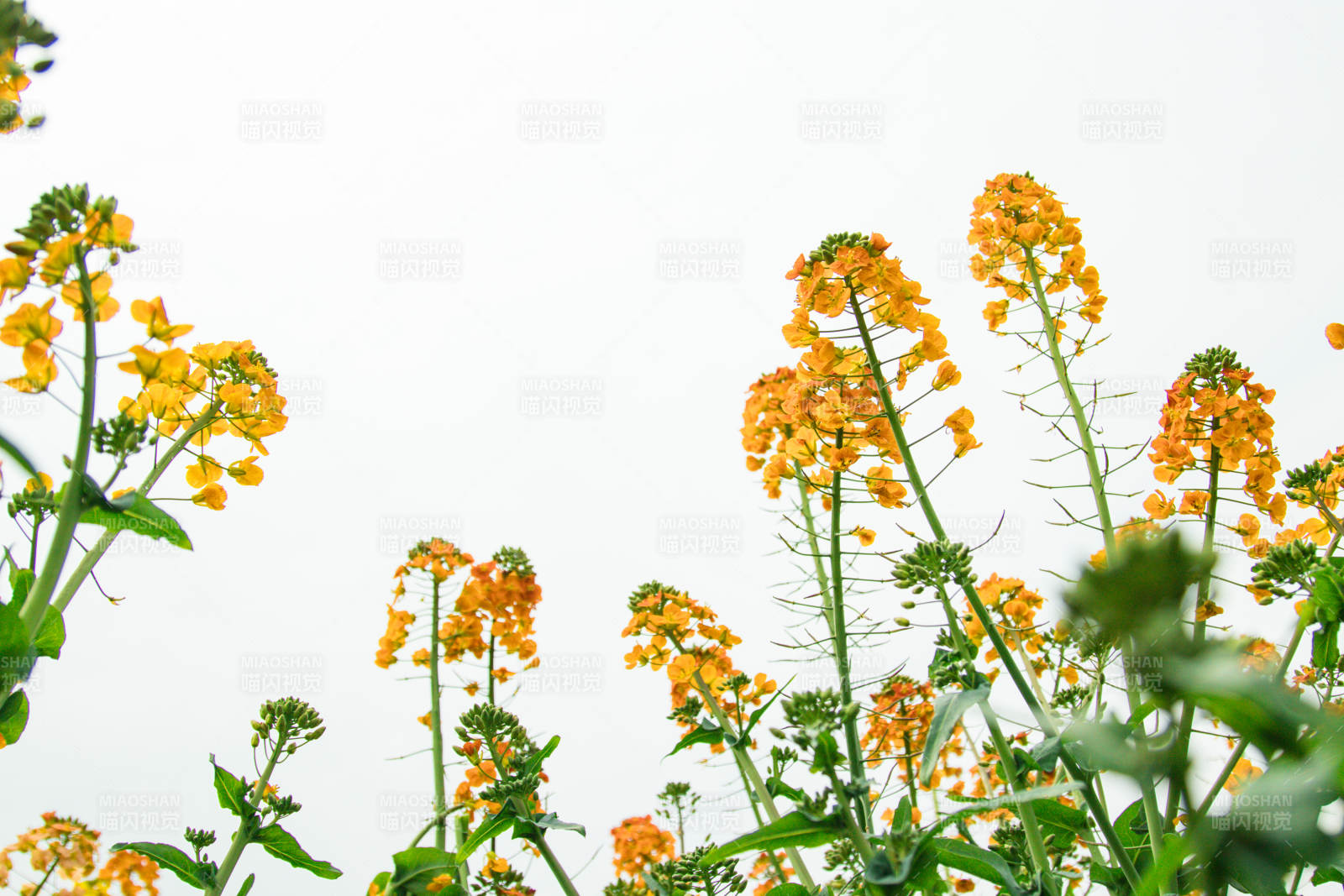 油菜花开 春意盎然图片