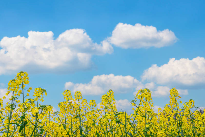 蓝天白云下的油菜花田图片