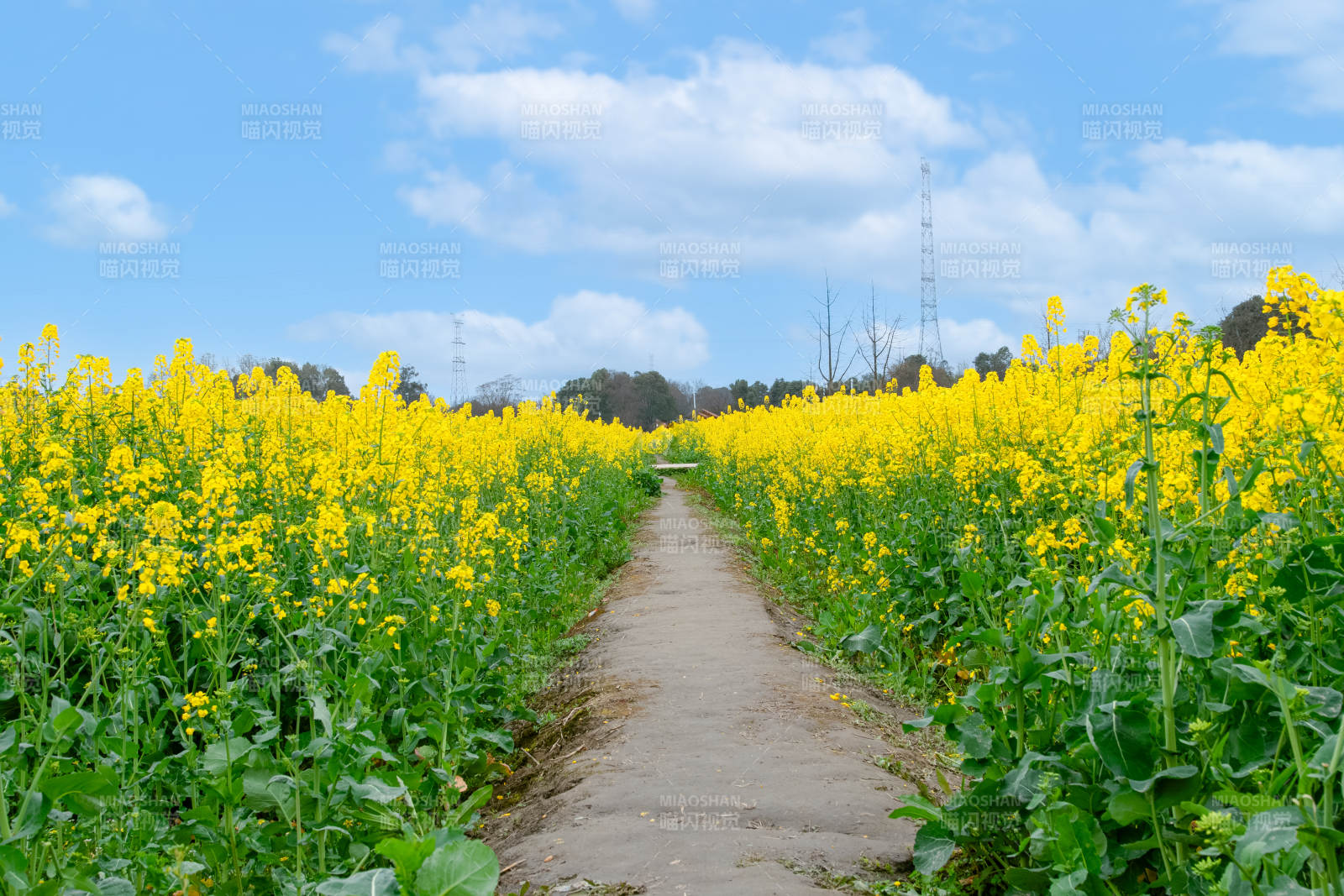 油菜花田小径春意浓图片