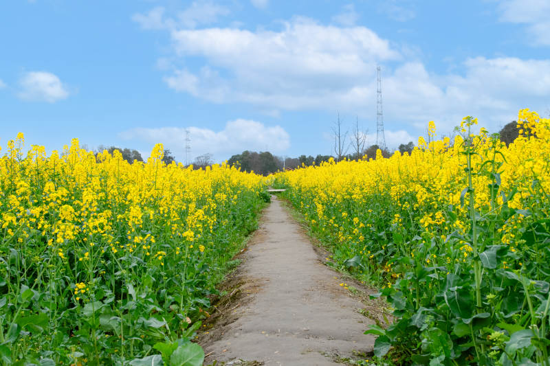 油菜花田小径春意浓图片