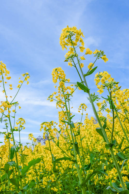 油菜花田 蓝天映衬图片