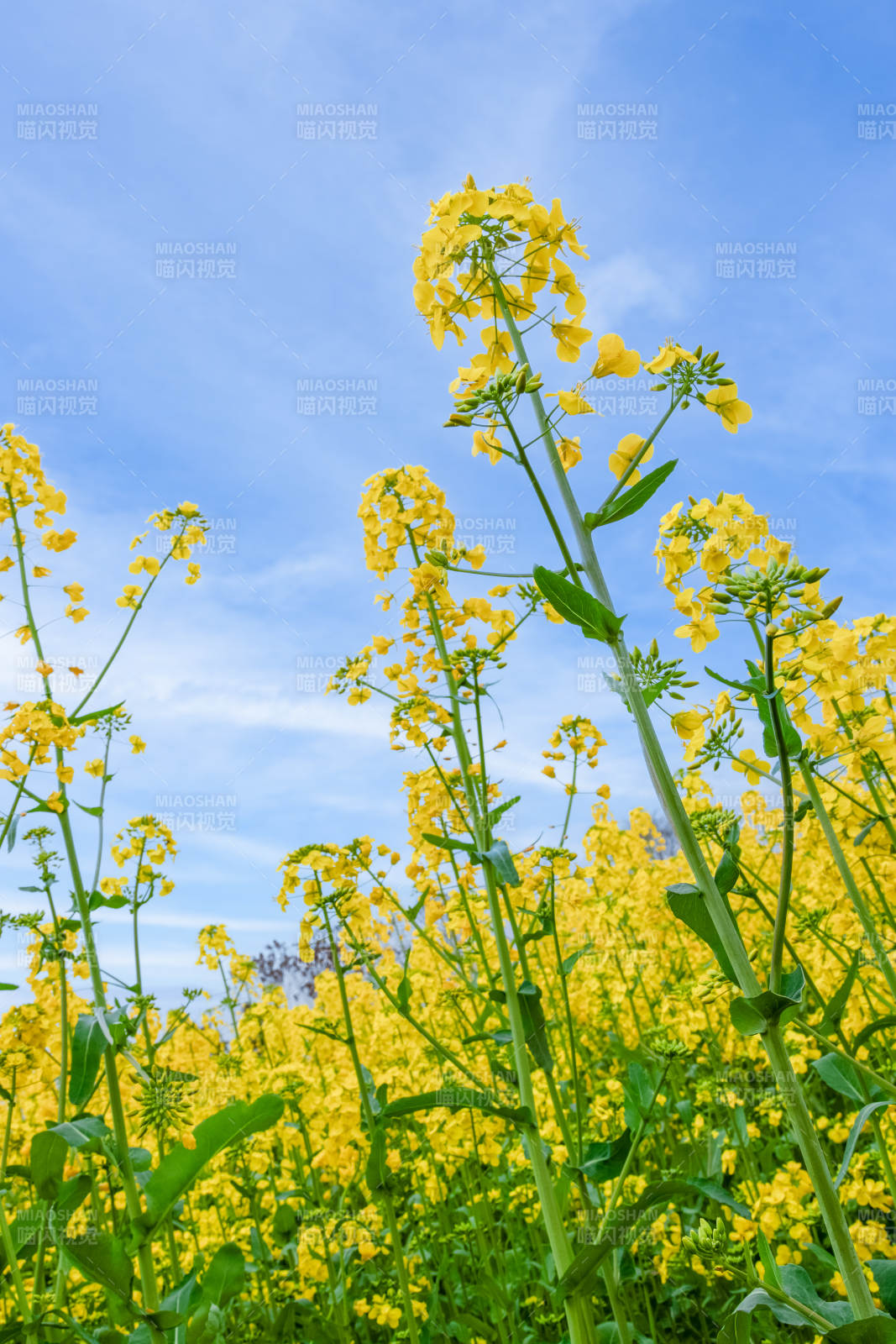 油菜花田 蓝天映衬图片