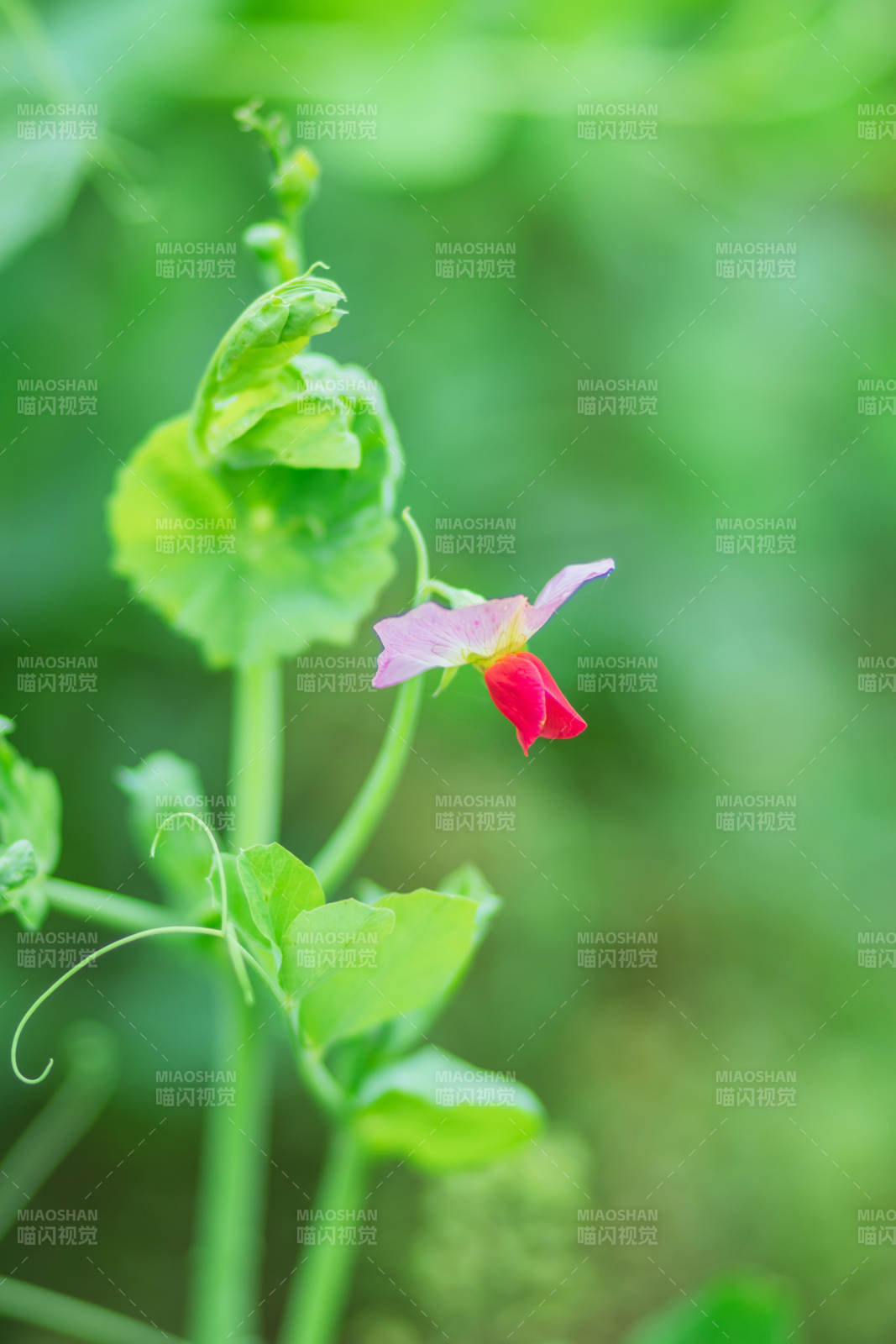 豌豆花的温柔绽放图片