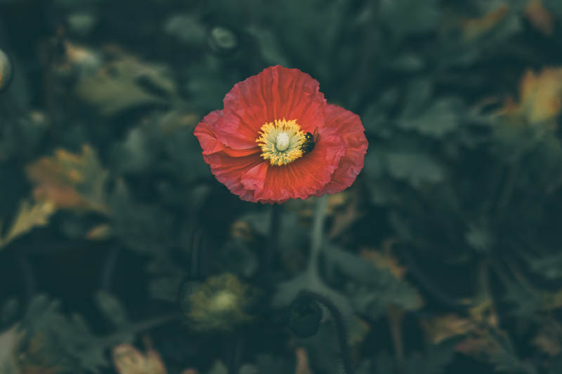 红色虞美人花在绿叶中绽放图片