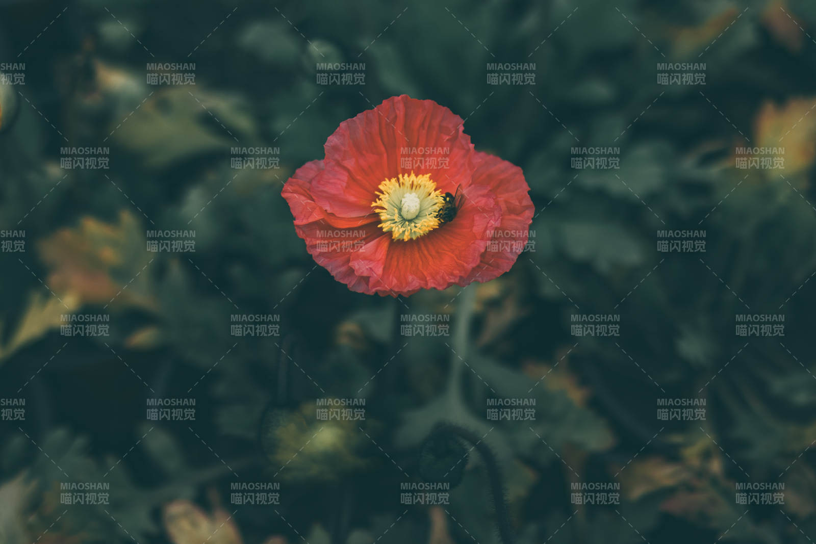 红色虞美人花在绿叶中绽放图片