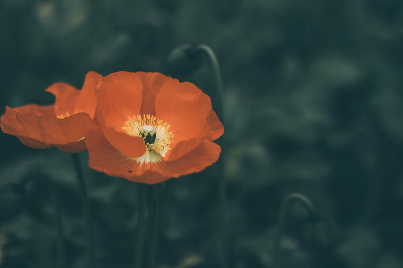 橙色虞美人花在暗影中绽放图片