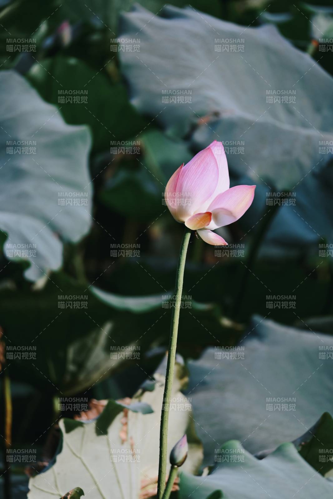 池中莲花静谧绽放图片