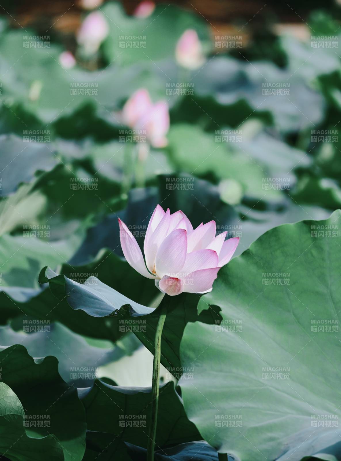 池塘中的莲花盛开图片