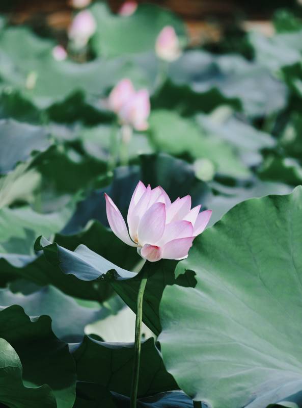 池塘中的莲花盛开图片