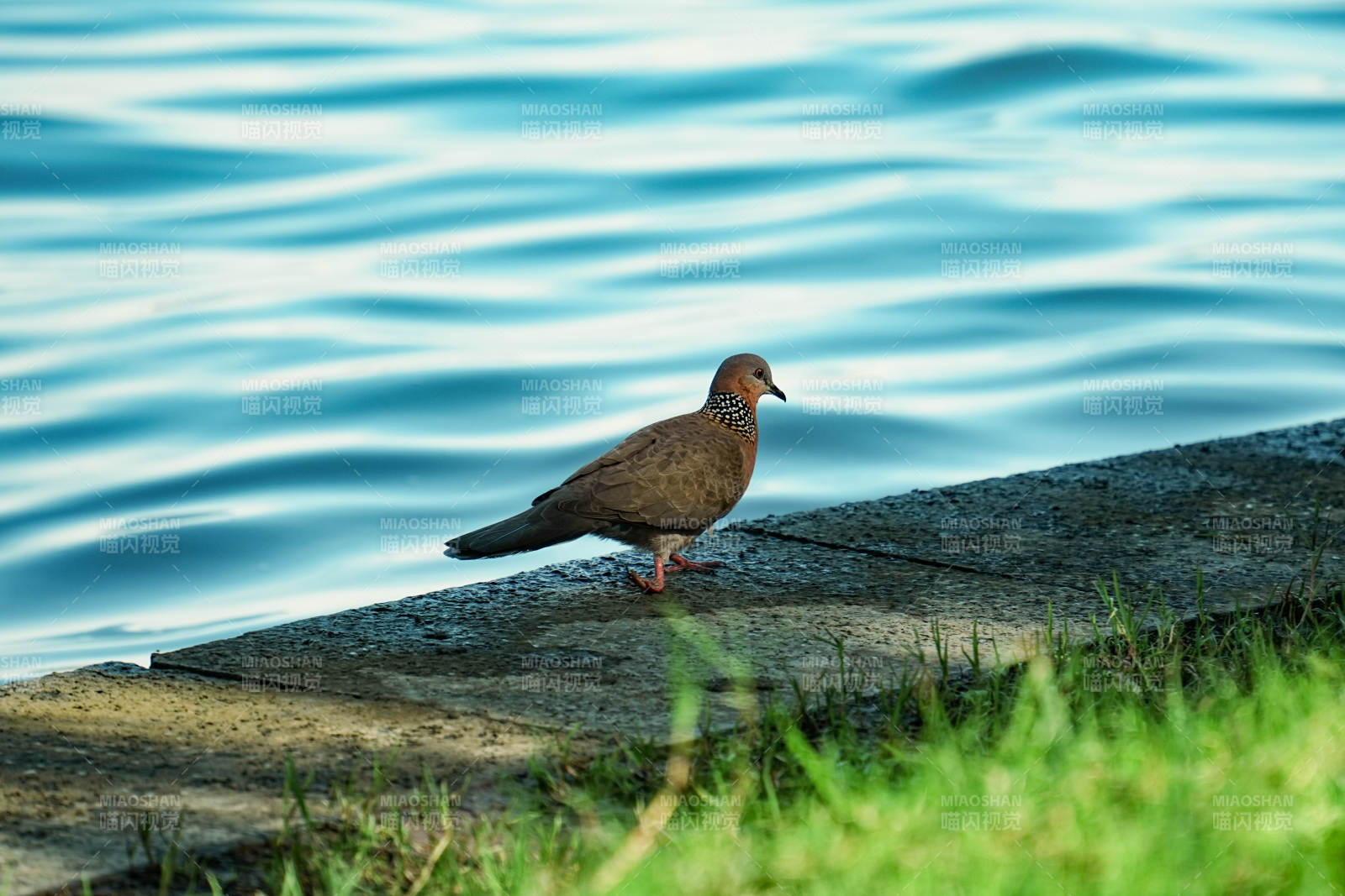 湖畔鸽影图片