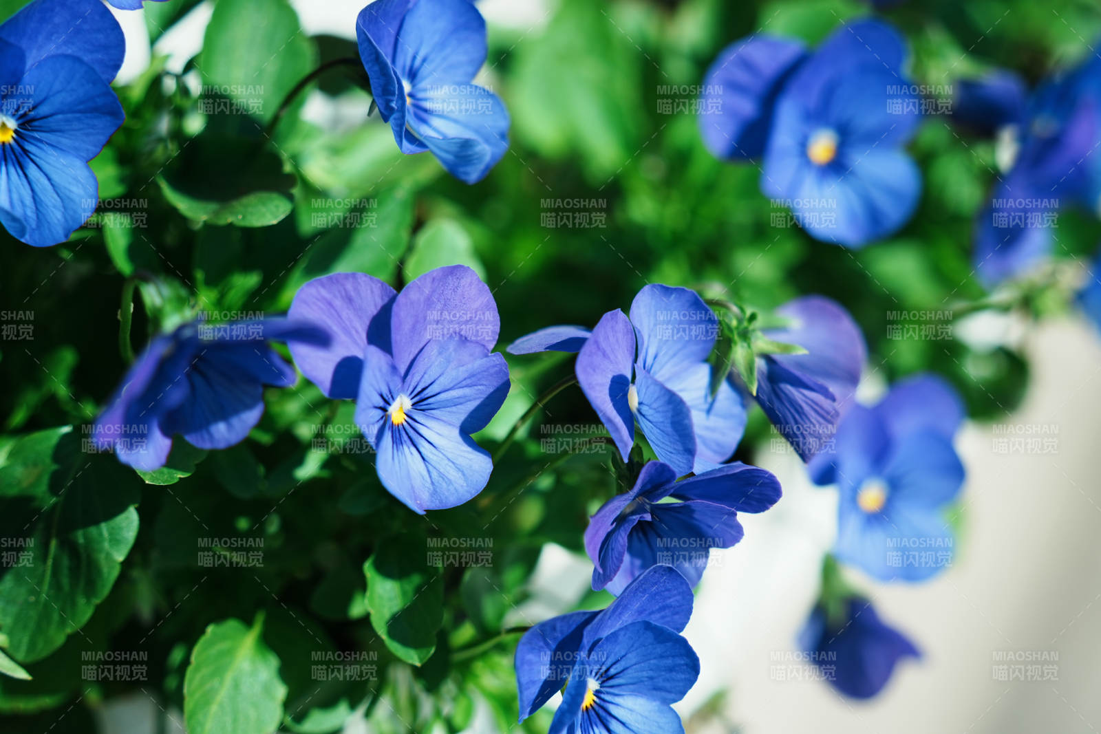 蓝色三色堇花丛特写图片