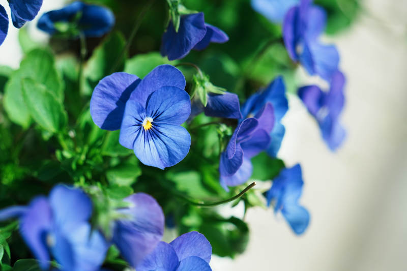 蓝色三色堇的美丽绽放图片