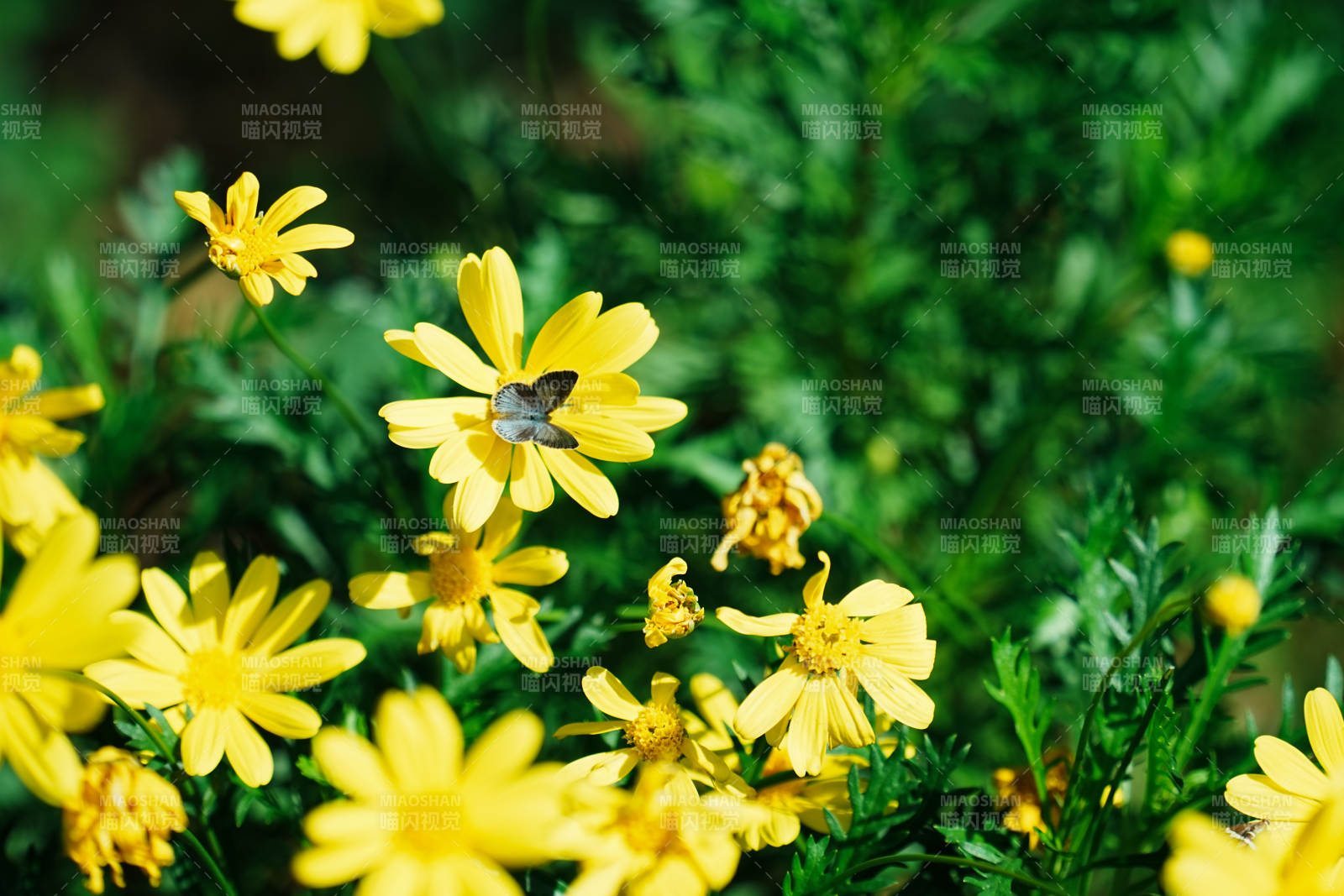 蝴蝶停驻黄花间图片