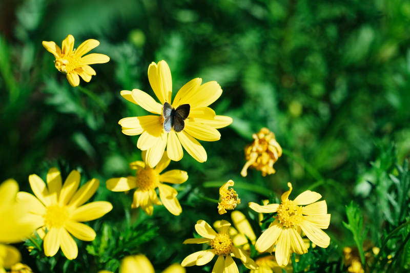 黄花丛中蝶飞舞图片