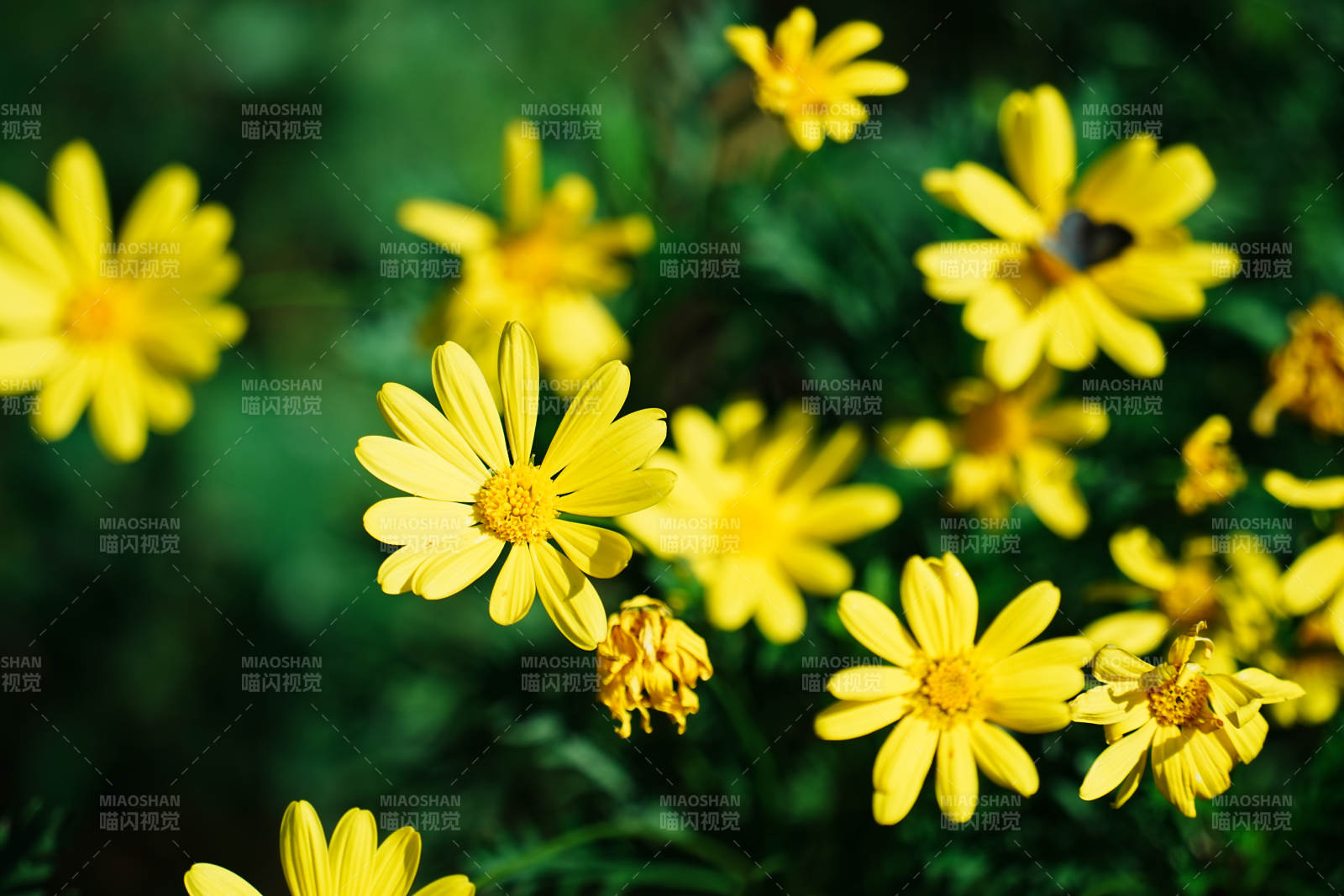 明媚阳光下的黄色花朵图片