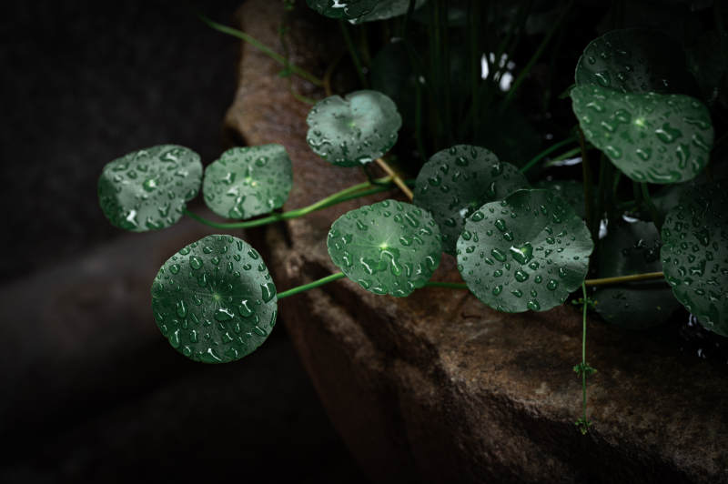 雨后绿叶上的水珠图片