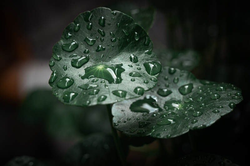 雨滴轻吻绿叶心图片