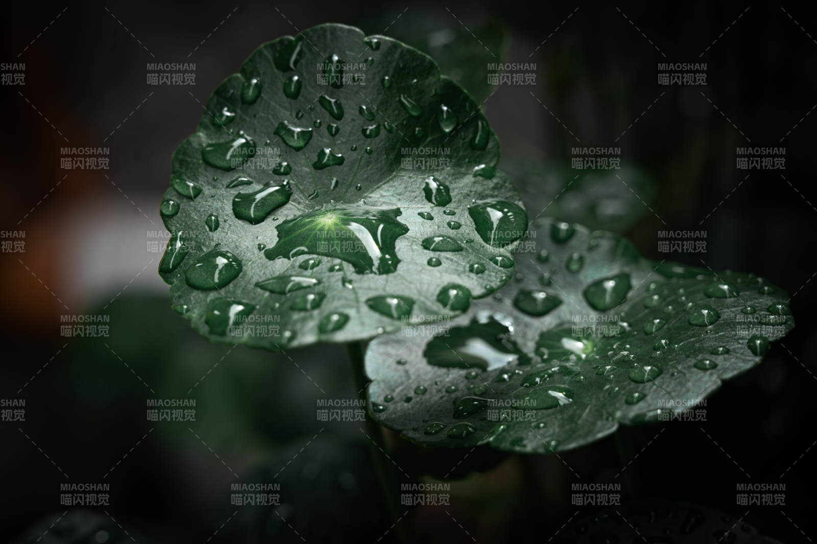 雨滴轻吻绿叶心图片