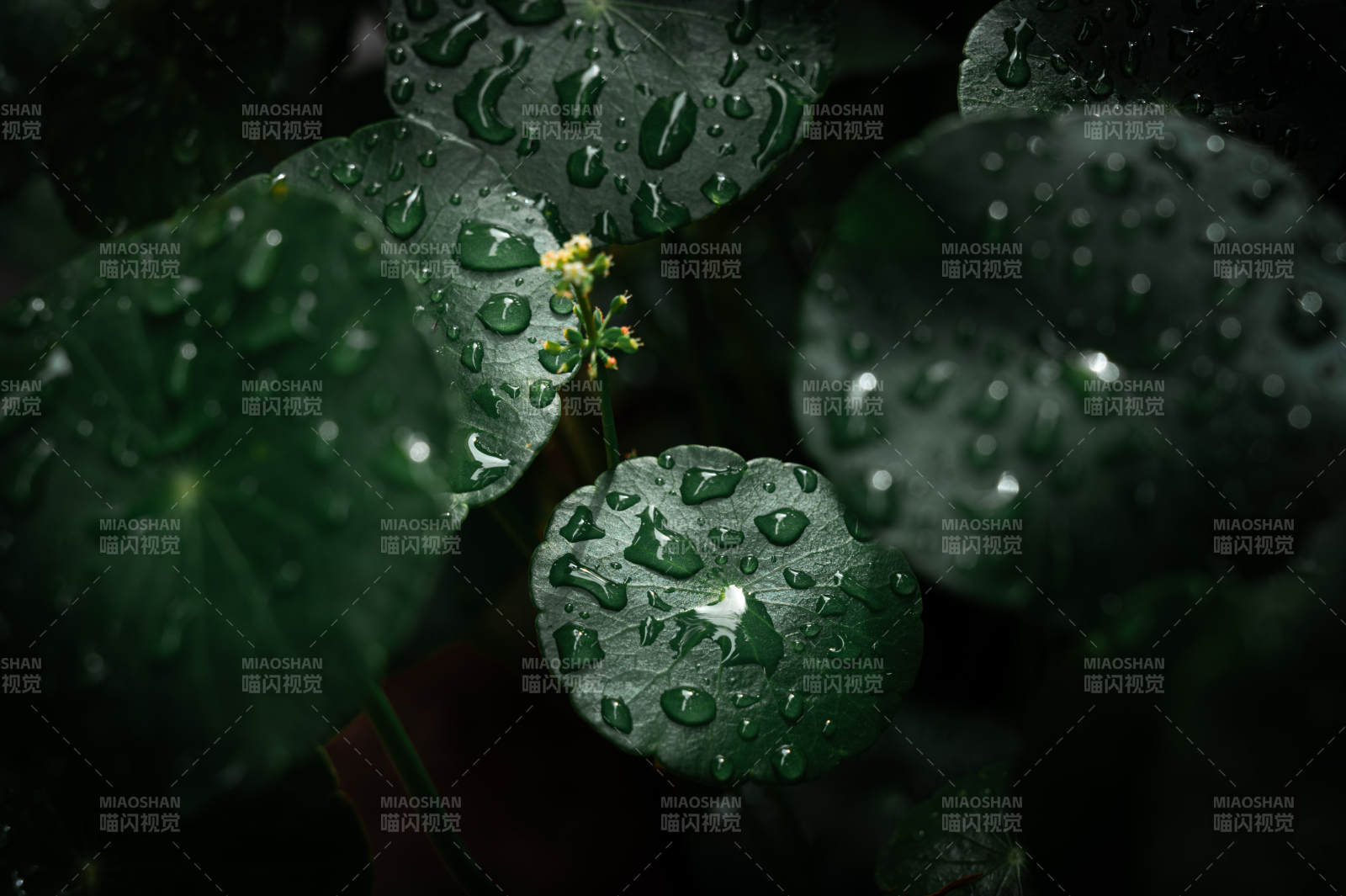 雨后铜钱草上的水珠图片