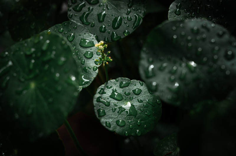 雨后铜钱草上的水珠图片