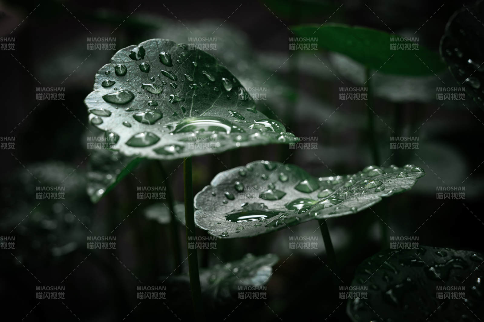 雨后绿叶上的水珠图片