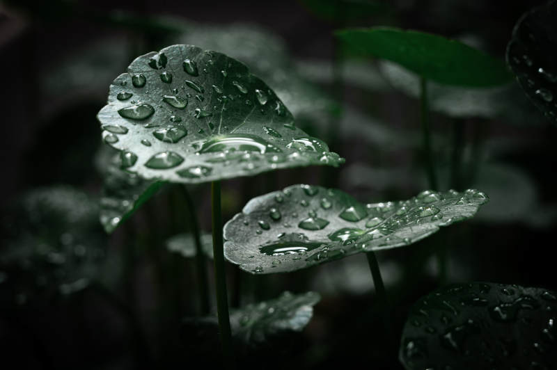 雨后绿叶上的水珠图片